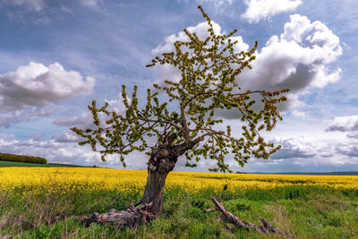 Tree on field against sky