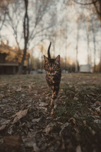 Portrait of cat on field