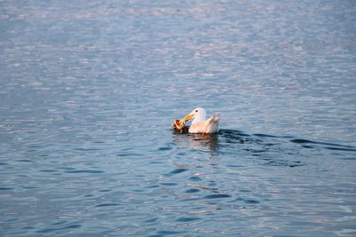 Seagull swimming in ocean 