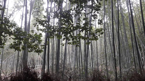 Low angle view of bamboo trees in forest