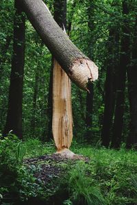 Close-up of tree trunk in forest