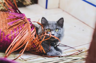 Portrait of cat relaxing in basket