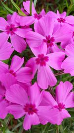 Close-up of pink flowers