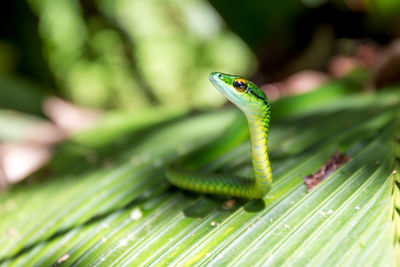 Close-up of green lizard on leaves