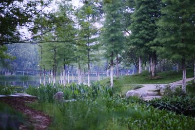 Trees on field in forest