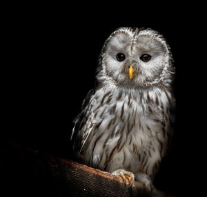 Close-up of owl against black background