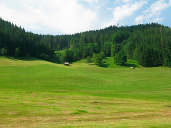 Grassland and forest in summer, hilly landscape and blue sky