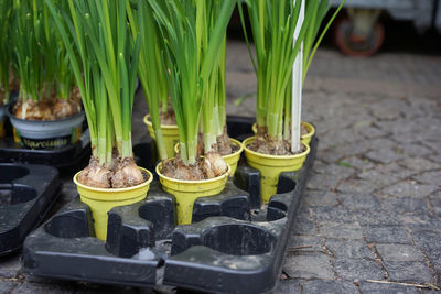 Plants in seedling trays for sale