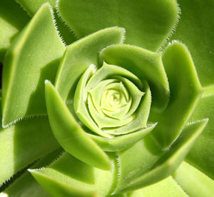 Full frame shot of green plant