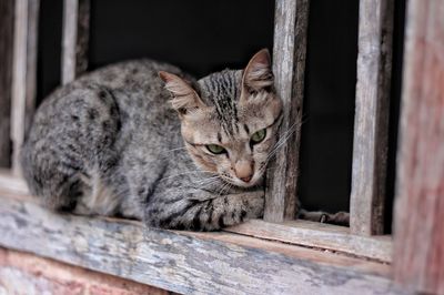 Close-up portrait of a cat