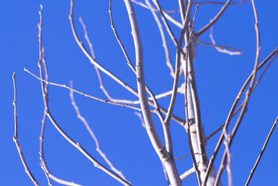 Low angle view of bare tree against clear blue sky