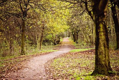 Road passing through forest