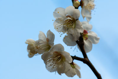 Low angle view of cherry blossom against clear sky