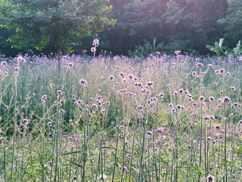 Flowers growing in field