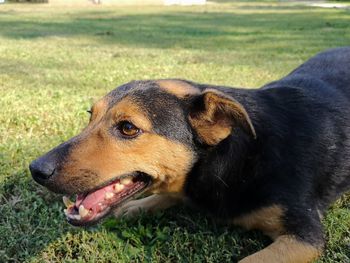 Close-up of dog looking away on field