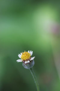 Close-up of white flowering plant