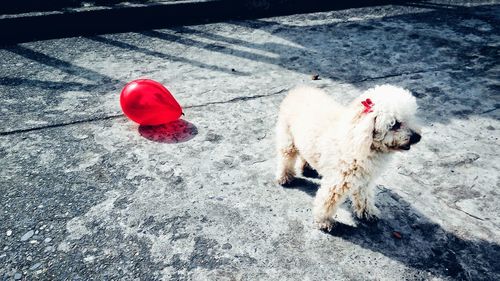 High angle view of dog by red balloon on footpath