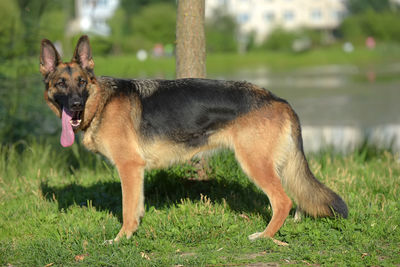 View of a dog on field