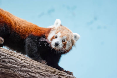 Portrait of an animal