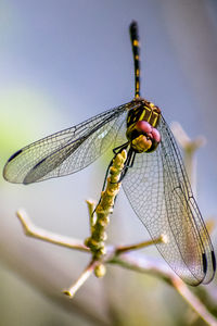 Close-up of dragonfly on twig