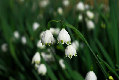 Close-up of white flowering plant