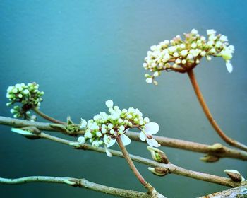 Close-up of fresh white flowers blooming on tree