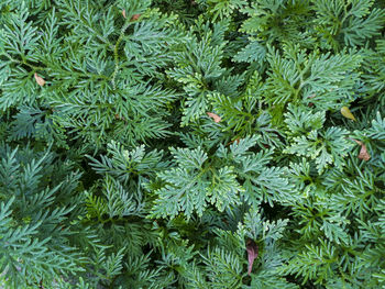 Plants growing in garden