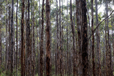 Full frame shot of bamboo trees in forest