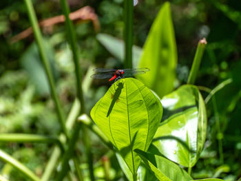 Close-up of dragonfly on leaf