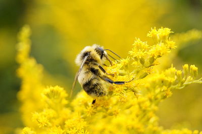Close-up of bee pollinating on yellow flower