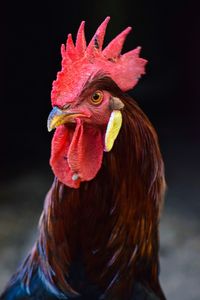 Brown leghorn rooster