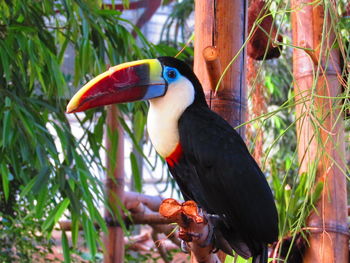 Close-up of hornbill perching outdoors