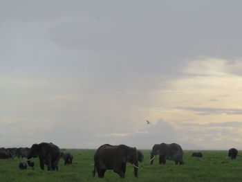 Cows grazing on landscape against sky