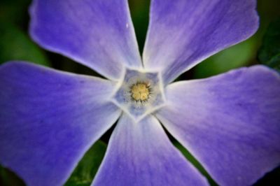 Close-up of flower against blurred background