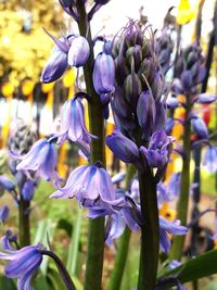 Close-up of purple flowers blooming