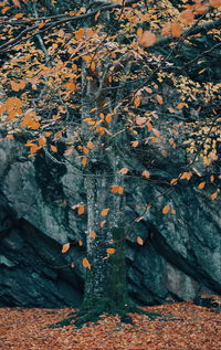 High angle view of trees during autumn