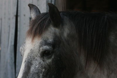 Close-up of a horse