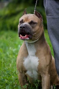 Close-up of dog sitting on field