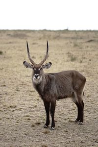 Deer standing on field looking into camera