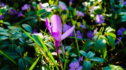 Close-up of purple flowers