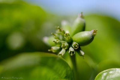 Close-up of plant