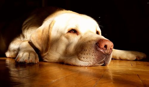 Close-up of dog lying on hardwood floor
