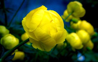 Close-up of yellow flower blooming outdoors