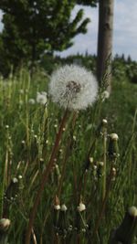 Close-up of dandelion flower on field