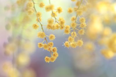 Close-up of yellow flowering plant on field