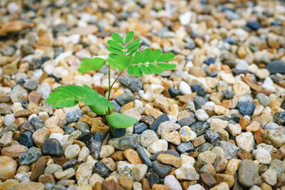 High angle view of small plant growing on stones