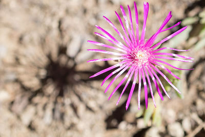 Close-up of purple flower blooming outdoors