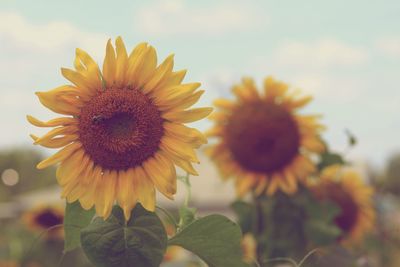 Close-up of sunflower