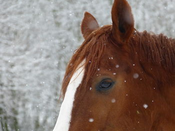 Close-up of a horse