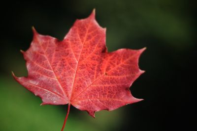 Close-up of maple leaf